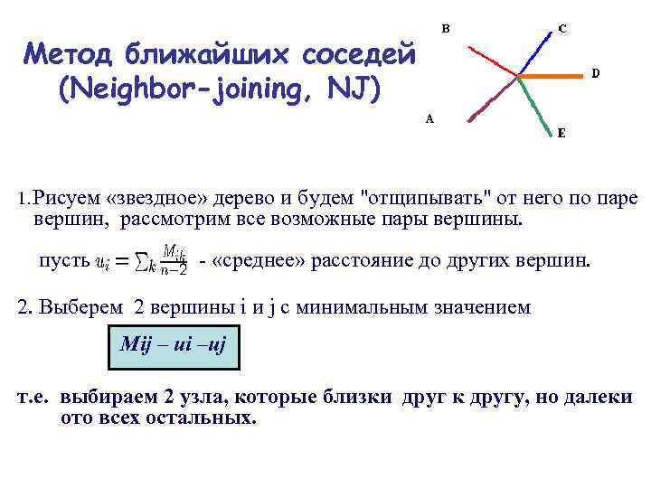 Метод ближайших соседей (Neighbor-joining, NJ) 1. Рисуем «звездное» дерево и будем "отщипывать" от него