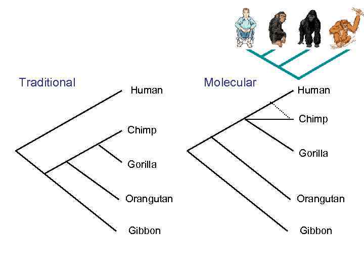 Traditional Human Chimp Gorilla Molecular Human Chimp Gorilla Orangutan Gibbon 