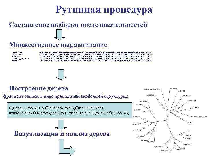Рутинная процедура Составление выборки последовательностей Множественное выравнивание Построение дерева фрагмент записи в виде правильной