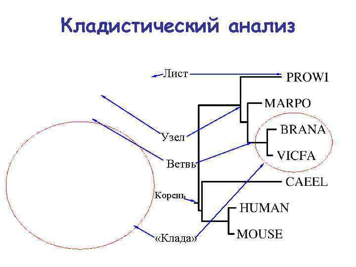 Кладистический анализ Лист Узел Ветвь Корень «Клада» 