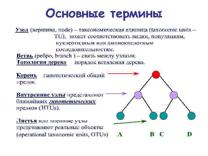 Основные термины 