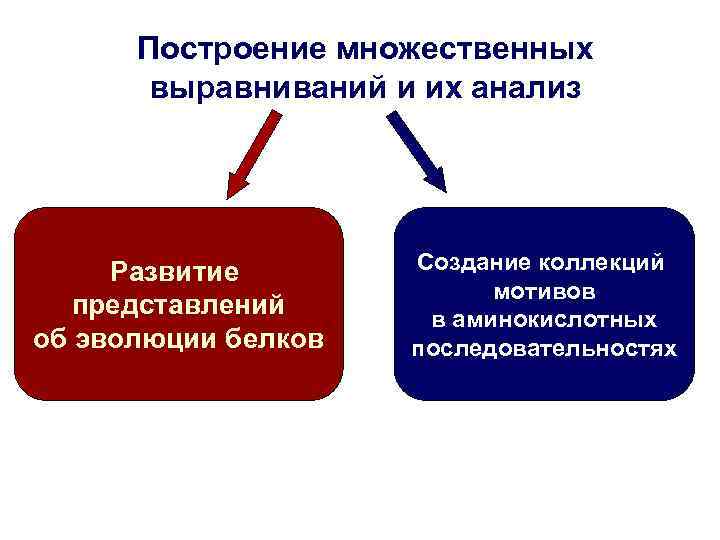 Построение множественных выравниваний и их анализ Развитие представлений об эволюции белков Создание коллекций мотивов