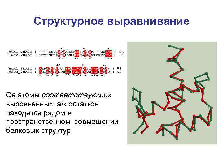 Структурное выравнивание Сa атомы соответствующих выровненных а/к остатков находятся рядом в пространственном совмещении белковых