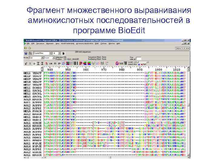 Фрагмент множественного выравнивания аминокислотных последовательностей в программе Bio. Edit 