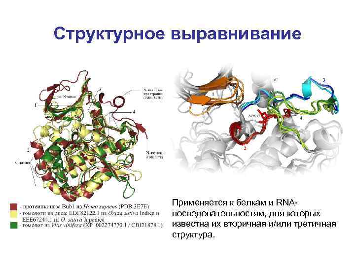 Структурное выравнивание Применяется к белкам и RNAпоследовательностям, для которых известна их вторичная и/или третичная