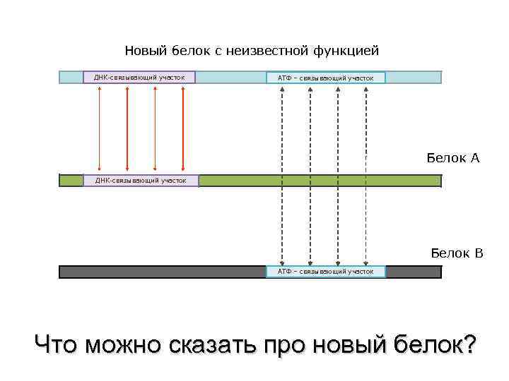 Новый белок с неизвестной функцией ДНК-связывающий участок АТФ – связывающий участок Белок А ДНК-связывающий