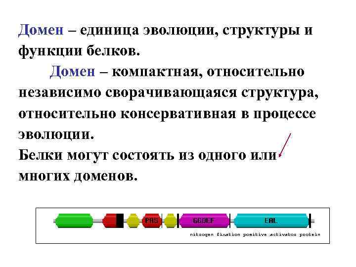 Домен – единица эволюции, структуры и функции белков. Домен – компактная, относительно независимо сворачивающаяся