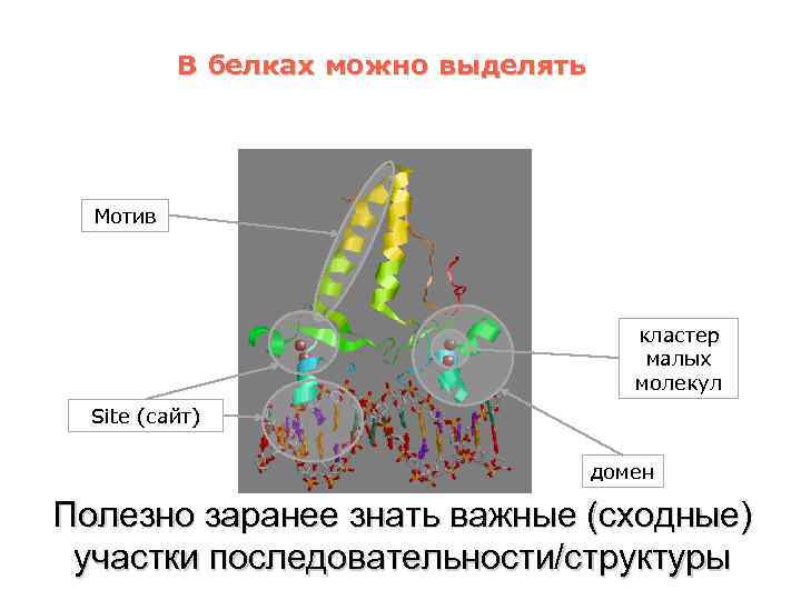 В белках можно выделять Мотив кластер малых молекул Site (сайт) домен Полезно заранее знать