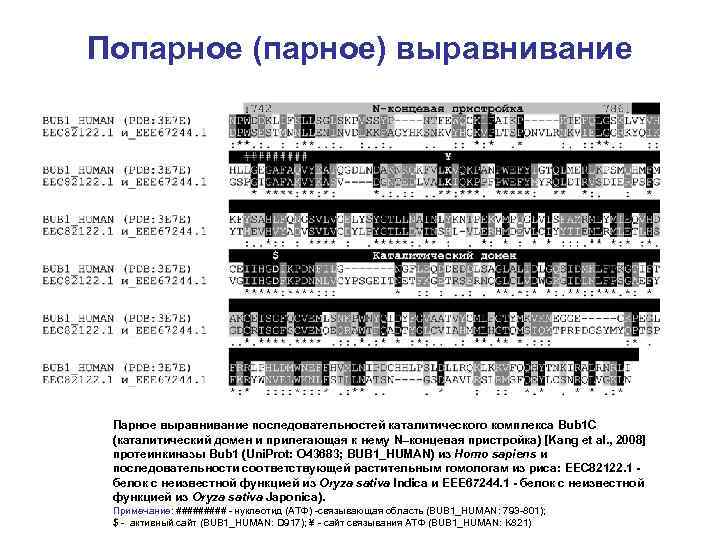 Попарное (парное) выравнивание Парное выравнивание последовательностей каталитического комплекса Bub 1 C (каталитический домен и