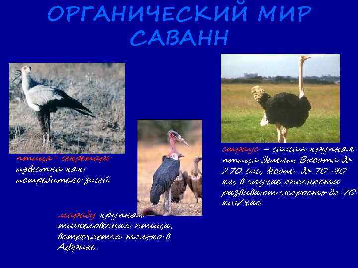 ОРГАНИЧЕСКИЙ МИР САВАНН птица- секретарь известна как истребитель змей марабу крупная тяжеловесная птица, встречается
