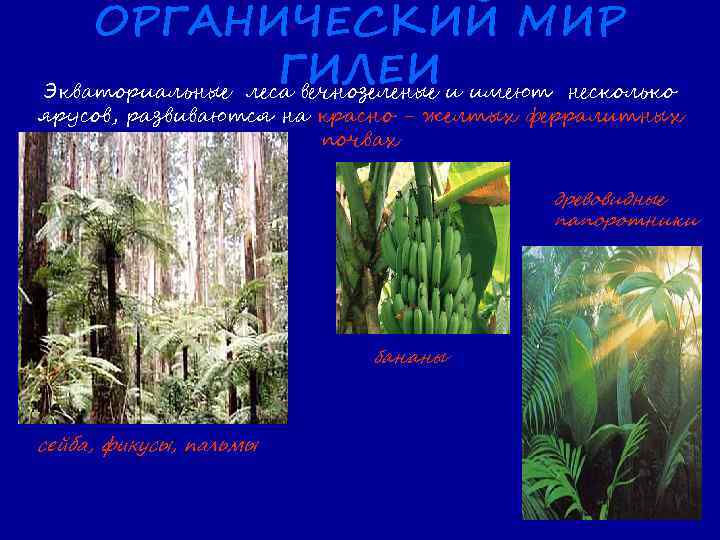 ОРГАНИЧЕСКИЙ МИР ГИЛЕИ и имеют несколько Экваториальные леса вечнозеленые ярусов, развиваются на красно -