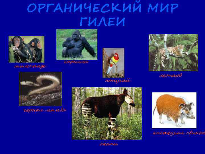 ОРГАНИЧЕСКИЙ МИР ГИЛЕИ шимпанзе горилла попугай леопард черная мамба кистеухая свинья окапи 