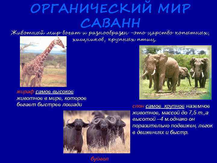 ОРГАНИЧЕСКИЙ МИР САВАНН Животный мир богат и разнообразен -это царство копытных, хищников, крупных птиц.