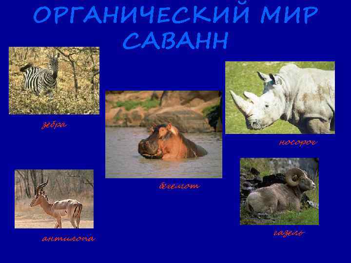 ОРГАНИЧЕСКИЙ МИР САВАНН зебра носорог бегемот антилопа газель 