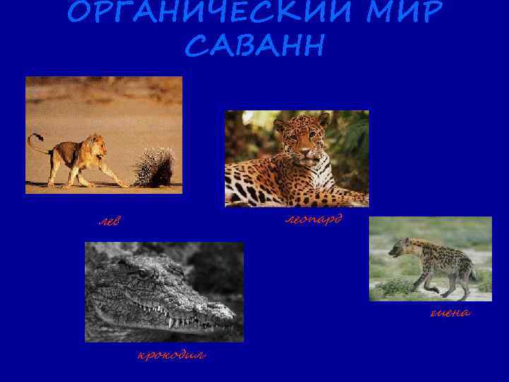 ОРГАНИЧЕСКИЙ МИР САВАНН леопард лев гиена крокодил 