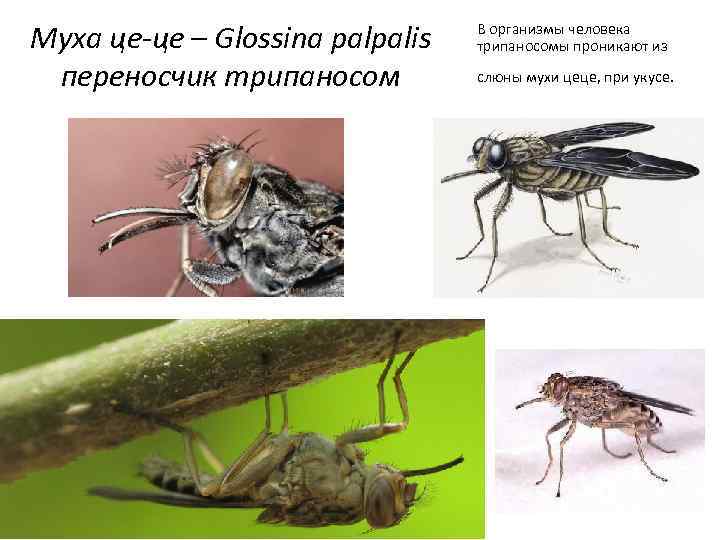 Муха це-це – Glossina palpalis переносчик трипаносом В организмы человека трипаносомы проникают из слюны