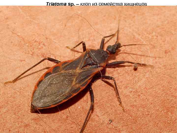 Triatoma sp. – клоп из семейства хищнецов 