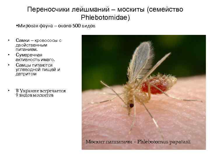 Переносчики лейшманий – москиты (семейство Phlebotomidae) • Мировая фауна – около 500 видов •