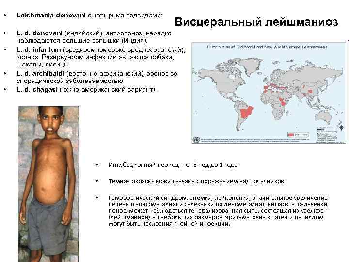  • Leishmania donovani с четырьмя подвидами: • L. d. donovani (индийский), антропоноз, нередко