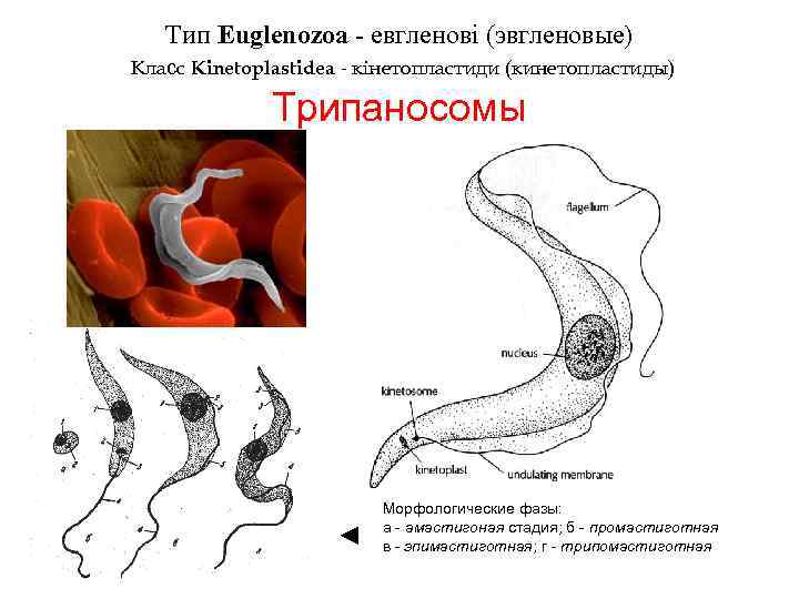 Тип Euglenozoa - евгленові (эвгленовые) Класс Kinetoplastidea - кінетопластиди (кинетопластиды) Трипаносомы ◄ Морфологические фазы: