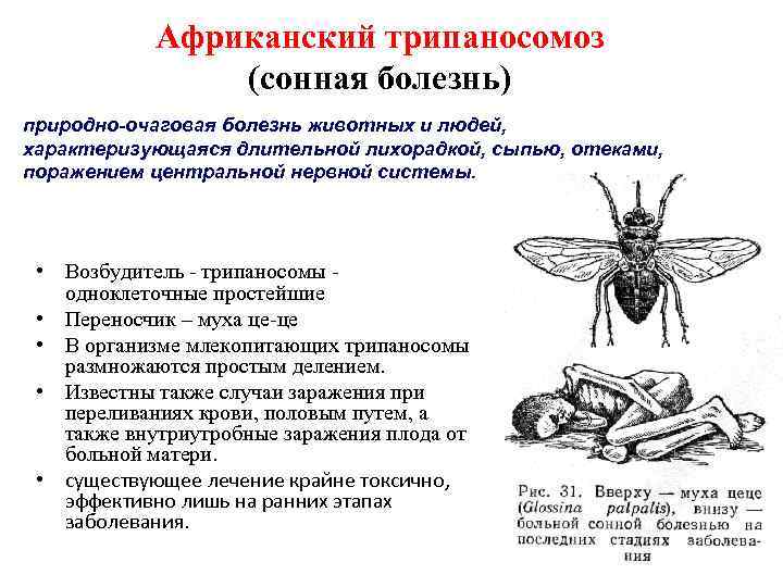 Африканский трипаносомоз (сонная болезнь) природно-очаговая болезнь животных и людей, характеризующаяся длительной лихорадкой, сыпью, отеками,