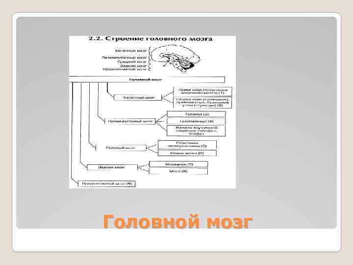 Головной мозг 