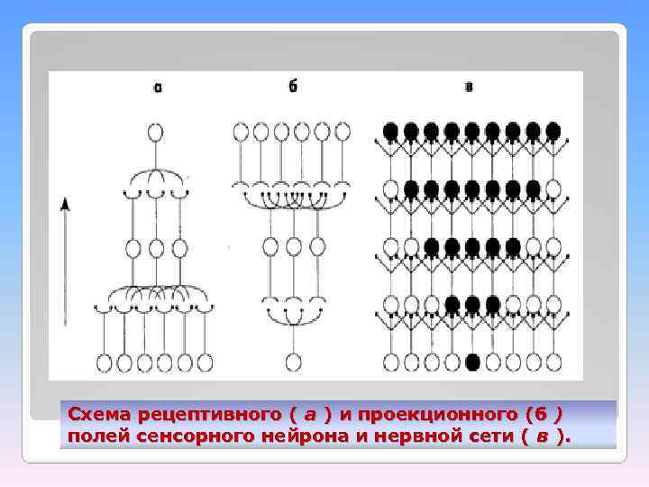 Схема рецептивного ( а ) и проекционного (б ) полей сенсорного нейрона и нервной