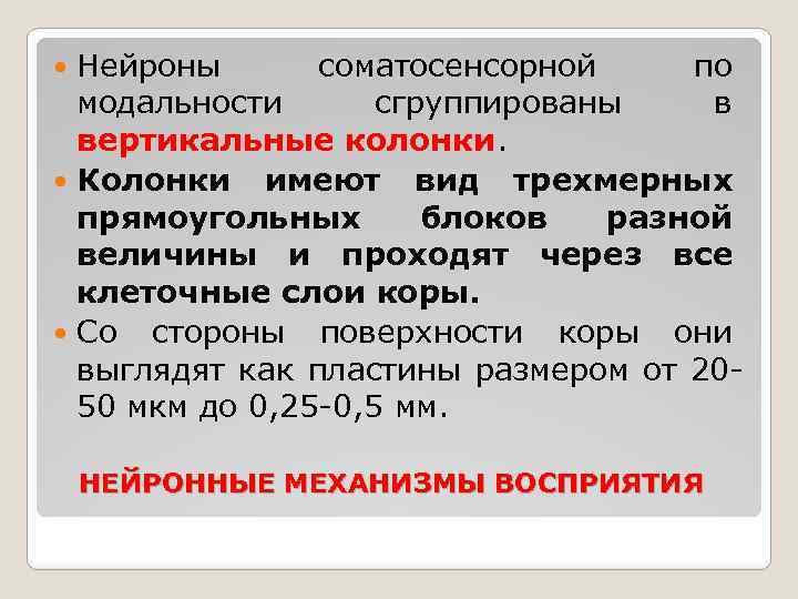 Нейроны соматосенсорной по модальности сгруппированы в вертикальные колонки. Колонки имеют вид трехмерных прямоугольных блоков