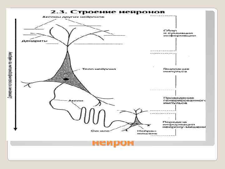 нейрон 