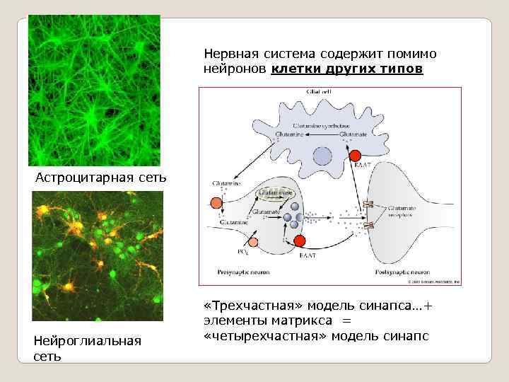 Нервная система содержит помимо нейронов клетки других типов Астроцитарная сеть Нейроглиальная сеть «Трехчастная» модель