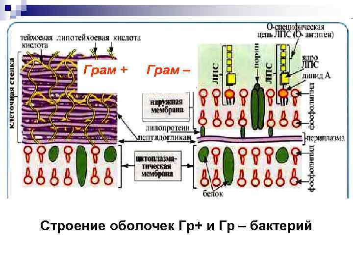 Грам + Грам – Строение оболочек Гр+ и Гр – бактерий 