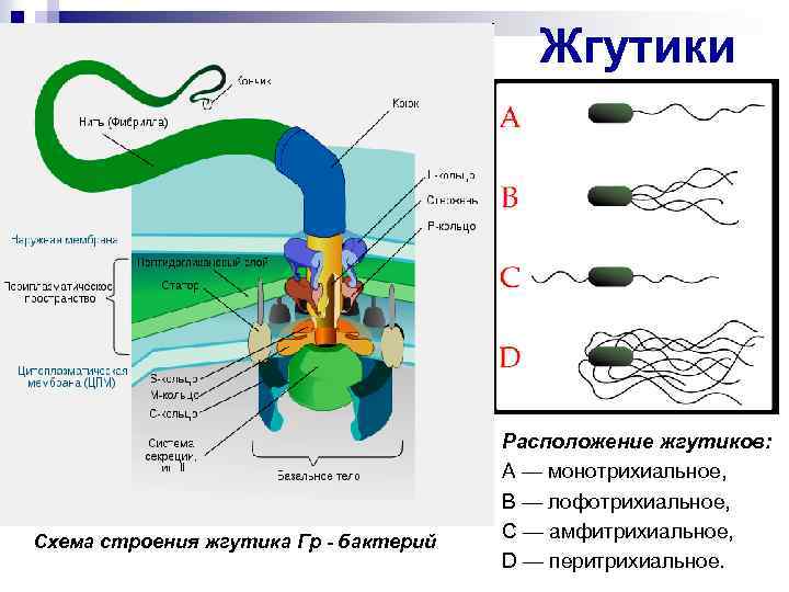 Жгутики пример. Строение жгутика бактериальной клетки. Строение жгутика бактерий. Строение жгутиковой бактерии. Схема строения жгутика бактерий.