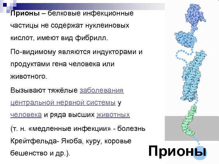 Прионы – белковые инфекционные частицы не содержат нуклеиновых кислот, имеют вид фибрилл. По-видимому являются