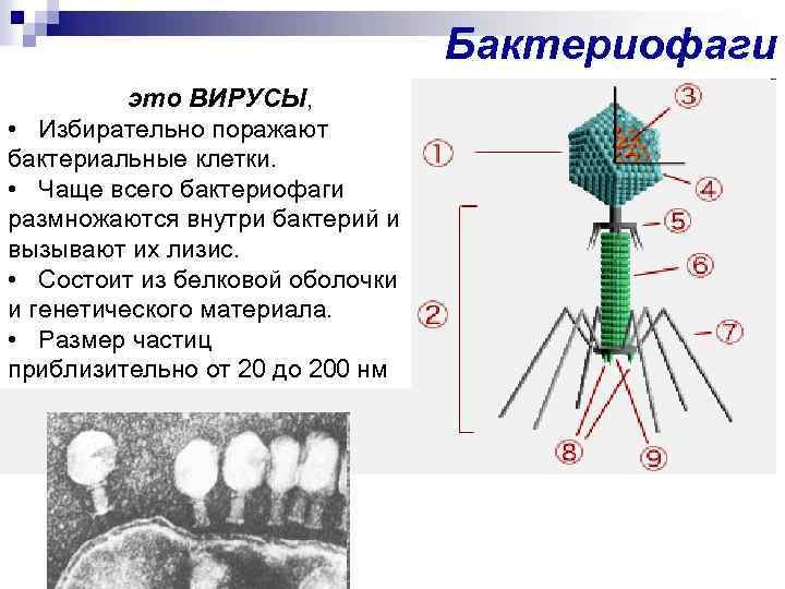 Наследственный аппарат бактериофага. Строение бактериофага микробиология. Вирусы бактерий бактериофаги. Бактериофаг функции структур. Бактериофаг это вирус поражающий клетки.