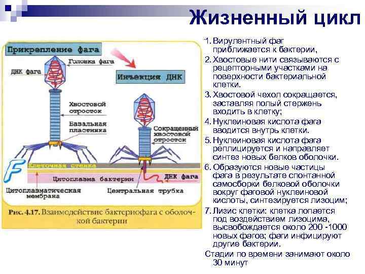 Жизненный цикл 1. Вирулентный фаг приближается к бактерии, 2. Хвостовые нити связываются с рецепторными