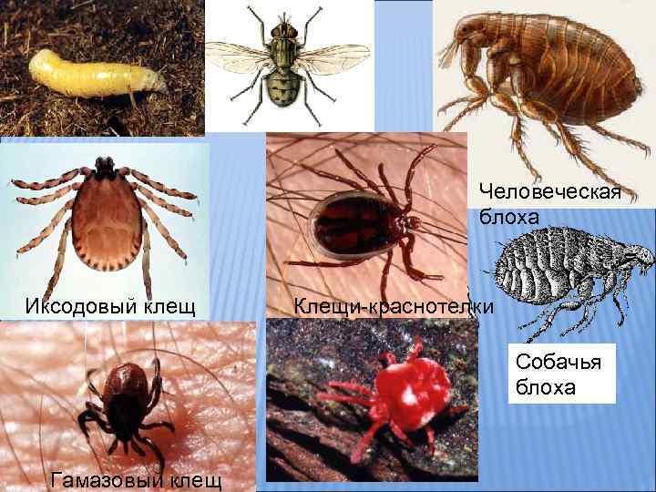 Человеческая блоха Иксодовый клещ Клещи-краснотелки Собачья блоха Гамазовый клещ 