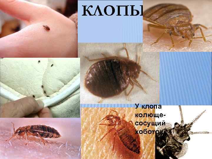 КЛОПЫ У клопа колющесосущий хоботок 