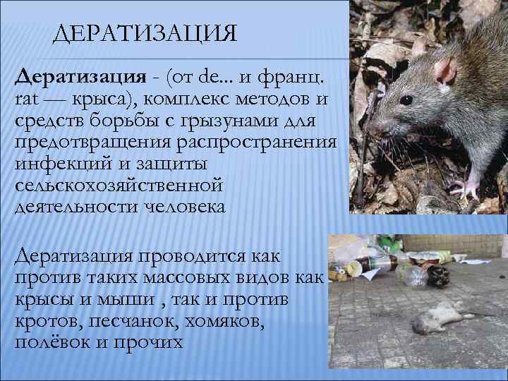 ДЕРАТИЗАЦИЯ Дератизация - (от de. . . и франц. rat — крыса), комплекс методов