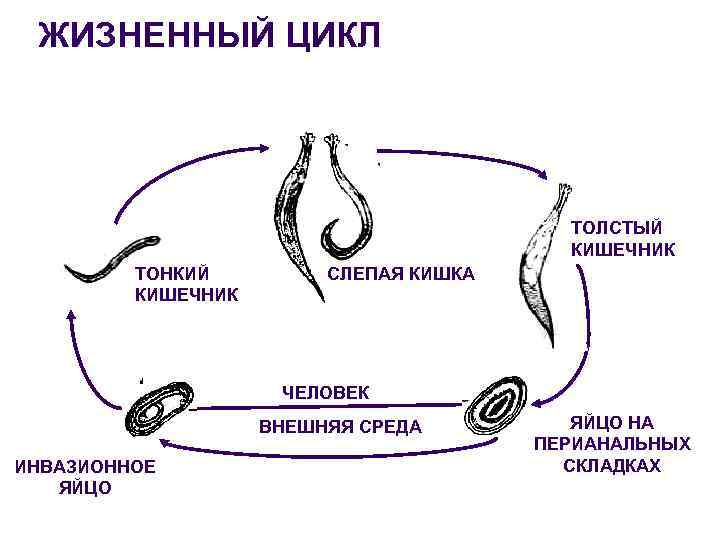 Жизненный цикл аскариды схема. Цикл развития острицы человеческой.