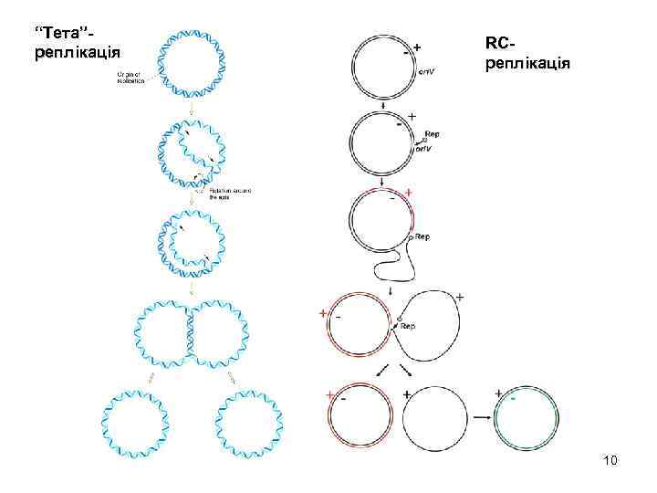 “Тета”реплікація RCреплікація 10 