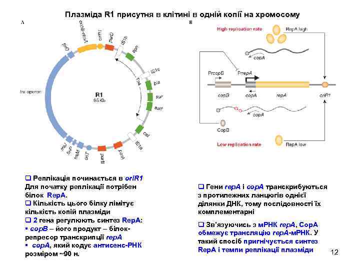 Плазміда R 1 присутня в клітині в одній копії на хромосому q Реплікація починається