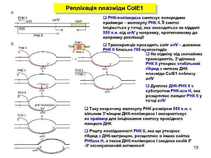 Реплікація плазміди Col. E 1 q РНК-полімераза синтезує попередник праймера – молекулу РНК ІІ.