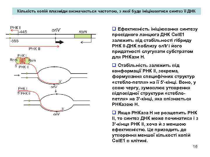 Кількість копій плазміди визначається частотою, з якої буде ініціюватися синтез її ДНК q Ефективність