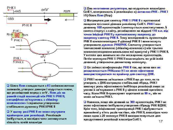 q Два негативних регулятори, що кодуються плазмідою Col. E 1, контролюють її реплікацію: а)