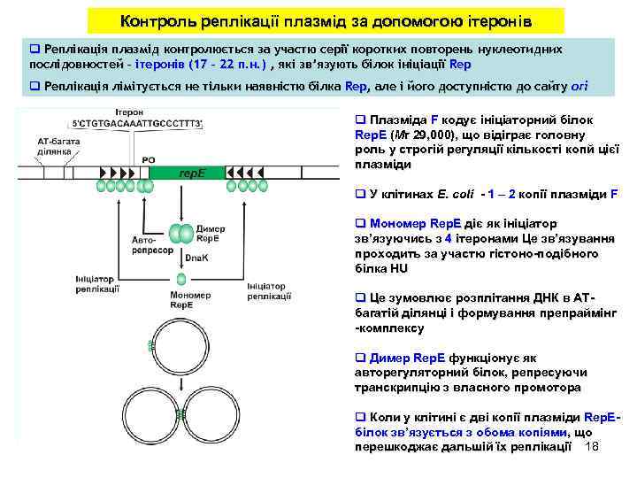 Контроль реплікації плазмід за допомогою ітеронів q Реплікація плазмід контролюється за участю серії коротких