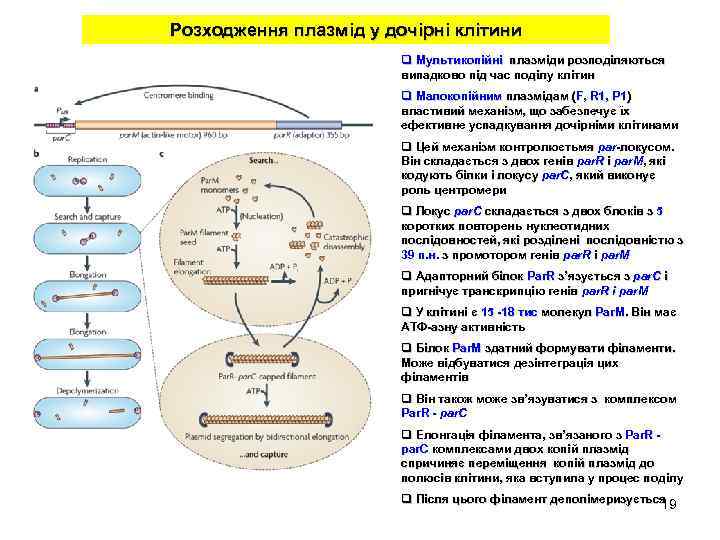 Розходження плазмід у дочірні клітини q Мультикопійні плазміди розподіляються випадково під час поділу клітин