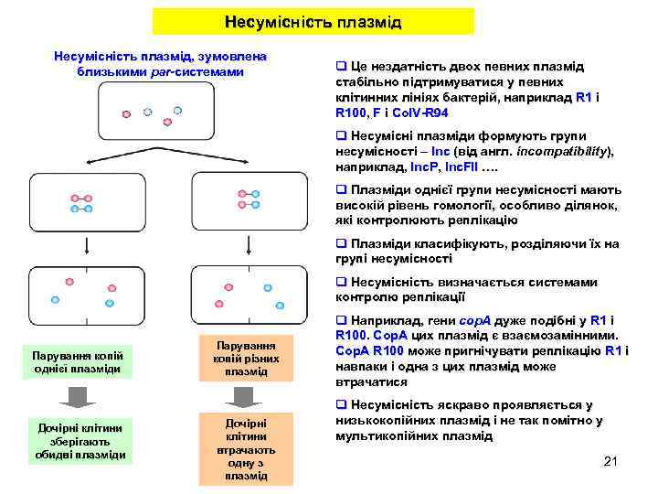 Несумісність плазмід, зумовлена близькими par-системами q Це нездатність двох певних плазмід стабільно підтримуватися у