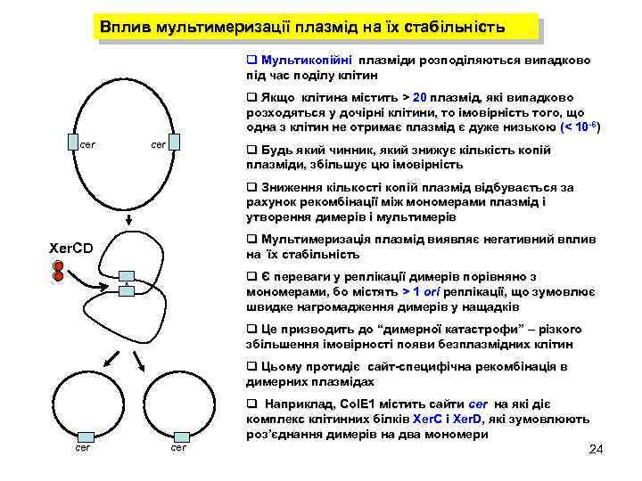 Вплив мультимеризації плазмід на їх стабільність q Мультикопійні плазміди розподіляються випадково під час поділу