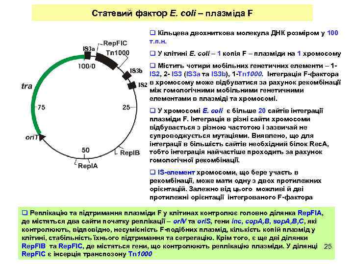 Статевий фактор Е. coli – плазміда F q Кільцева двохниткова молекула ДНК розміром у