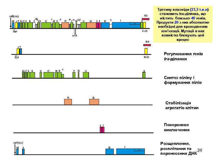 Третину плазміди (33, 3 т. п. н) становить tra-ділянка, що tra-ділянка, містить близько 40